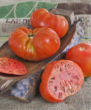 Beefmaster Tomato